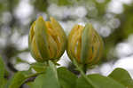 Cucumber tree